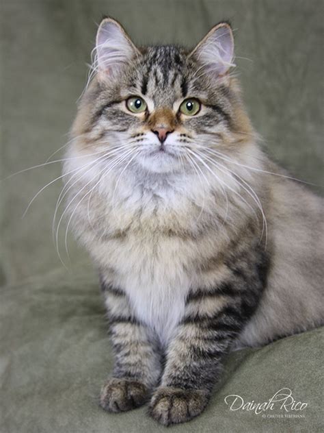 Our cats are. . Siberian cat breeders new mexico